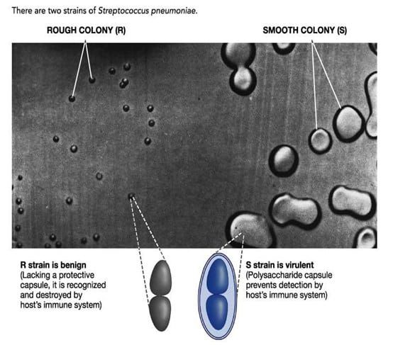 dua-strain-s-pneumoniae-yang-digunakan-griffith-saat-menemukan-fenomena-transformasi-dna-pada-bakteri-9431814
