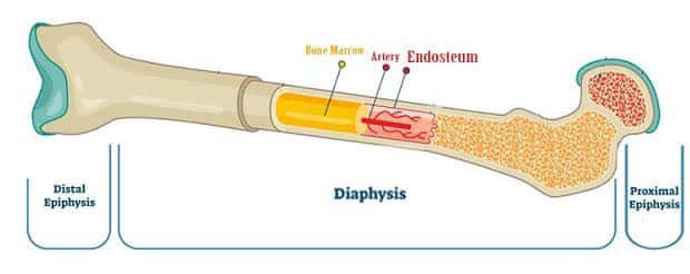 endosteum-2441522