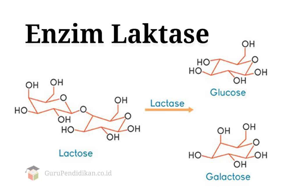 enzim-laktase-1169554