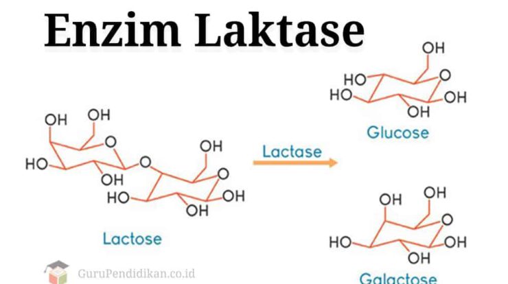 enzim-laktase-9053335-9269708-jpg