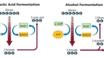 fermentasi-pengertian-jenis-tujuan-serta-tahapan-proses-dan-contohnya-1767108-9688748-jpg