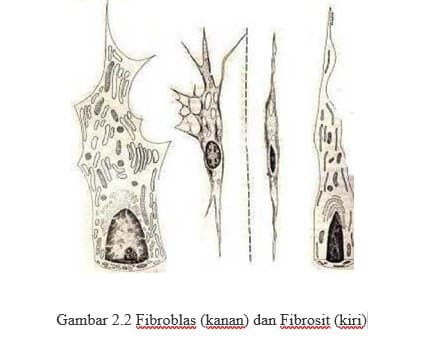 fibroblas-kanan-dan-fibrosit-kiri-8802013