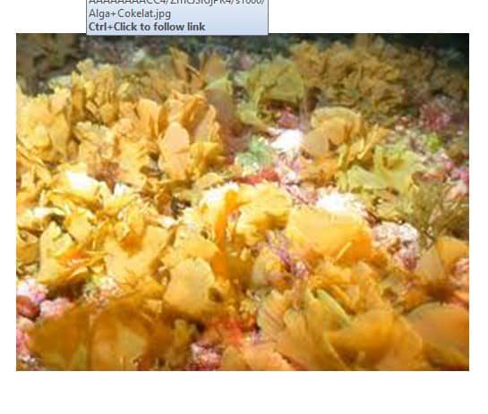 filum-alga-cokelat-phaeophyta-9811831