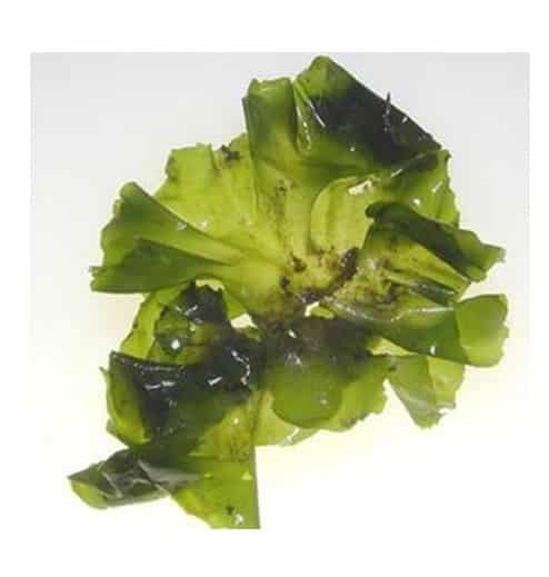 filum-alga-hijau-chlorophyta-1106962
