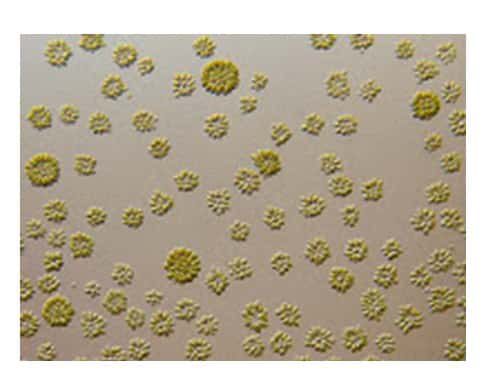 filum-alga-keemasan-chrysophyta-1-9188864