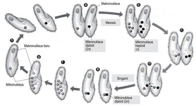 fisiologi-protozoa-4994111