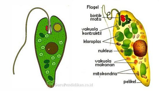 flagellata-mastigophora-6723419