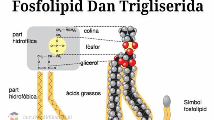 fosfolipid-dan-trigliserida-1409501-2124818-jpg
