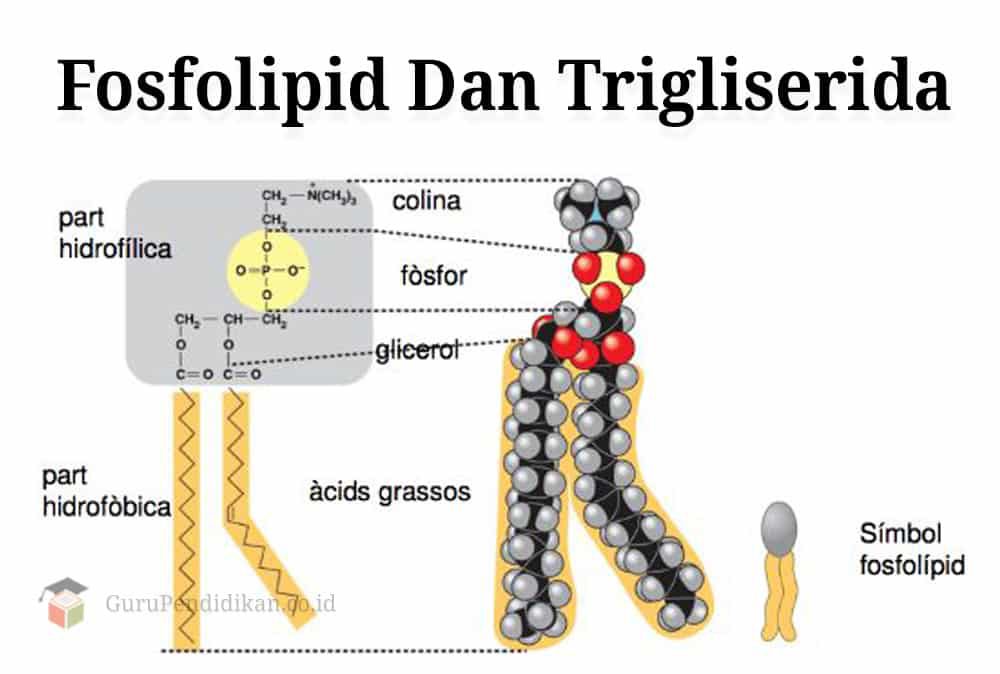 fosfolipid-dan-trigliserida-2195159