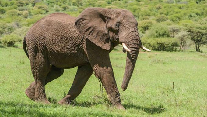 gajah-6313577
