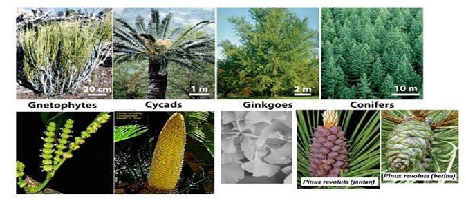 gambar-cycadophyta-cycadales-pinophyta-coniferales-gnetophyta-gnetales-ginkophyta-2261663