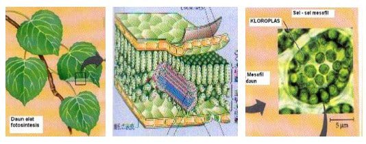 gambar-daun-dan-susunan-anatomi-kloroplas-5696578