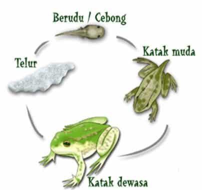 gambar-metamorfosis-katak-8717133