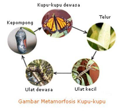 gambar-metamorfosis-kupu-kupu-1727127