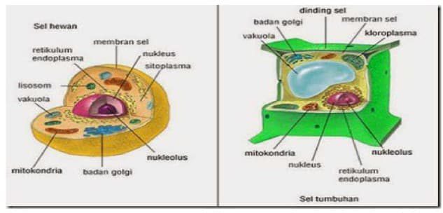 gambar-perbedaan-sel-hewan-dan-sel-tumbuhan-1394094
