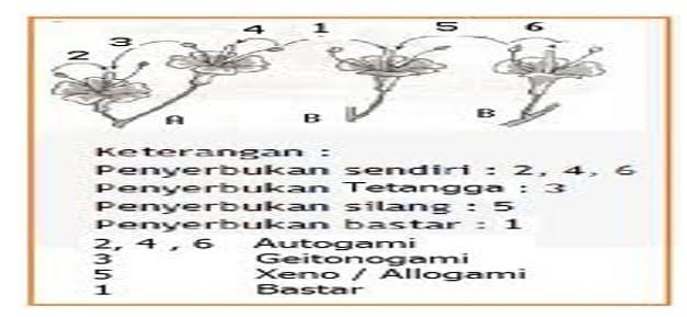 gambar-penyerbukan-1332921