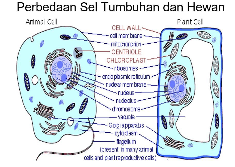 gambar-perbedaan-sel-hewan-dan-sel-tumbuhan-3294846