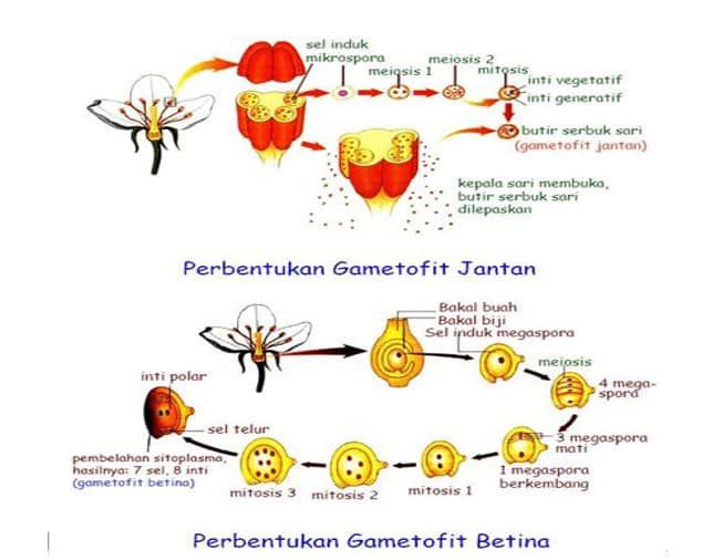 gambar-reproduksi-generatif-bunga-2-9565984