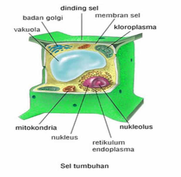 gambar-sel-tumbuhan-beserta-keterangannya-1911567