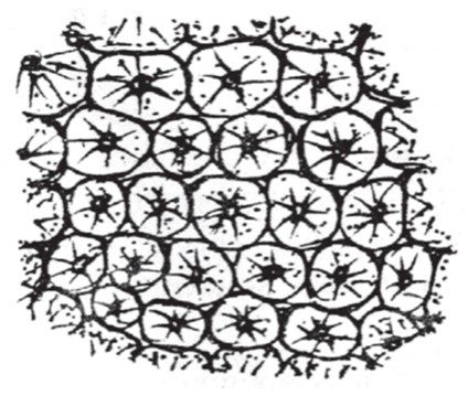 gambar-sklerenkim-pada-tumbuhan-3347697