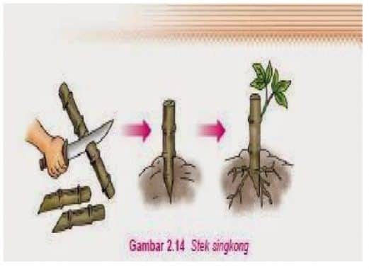 gambar-stek-9593825