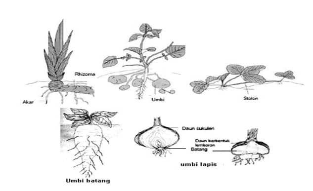 gambar-reproduksi-vegetatif-9830586