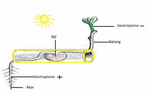 geotropisme-6215511