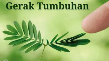 gerak-pada-tumbuhan-beserta-contohnya-2977259-3675416-jpg