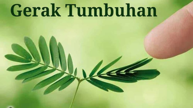 gerak-pada-tumbuhan-beserta-contohnya-2977259-3675416-jpg