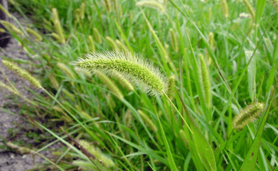gulma-dan-tanaman-produksi-6179087