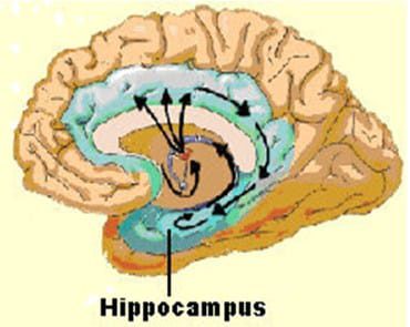 hippocampus-7944187