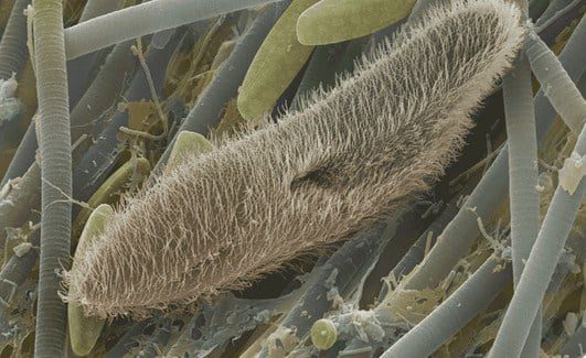 habitat-protozoa-7302284