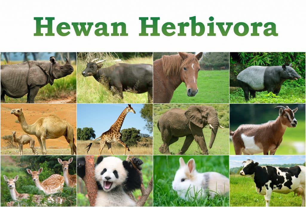 hewan-herbivora-2084883