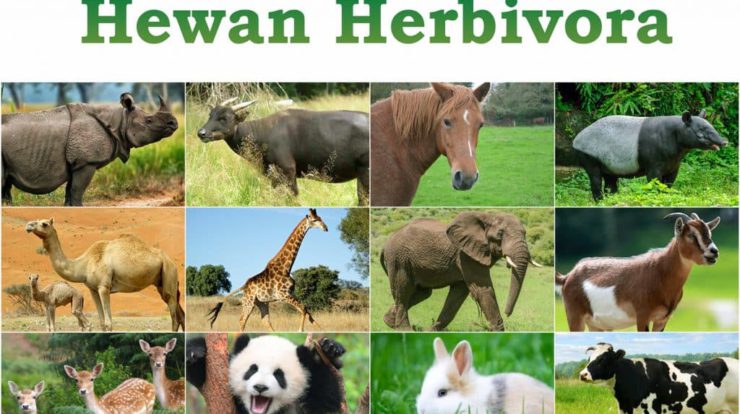 hewan-herbivora-6830995-5385005-jpg