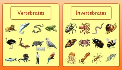 hewan-vertebrata-invertebrata-4391989-2615335-jpg