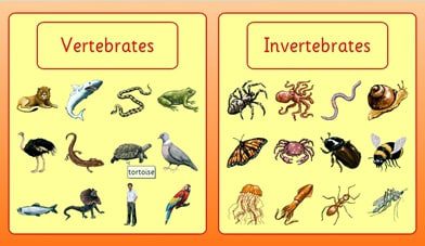 hewan-vertebrata-invertebrata-9068198