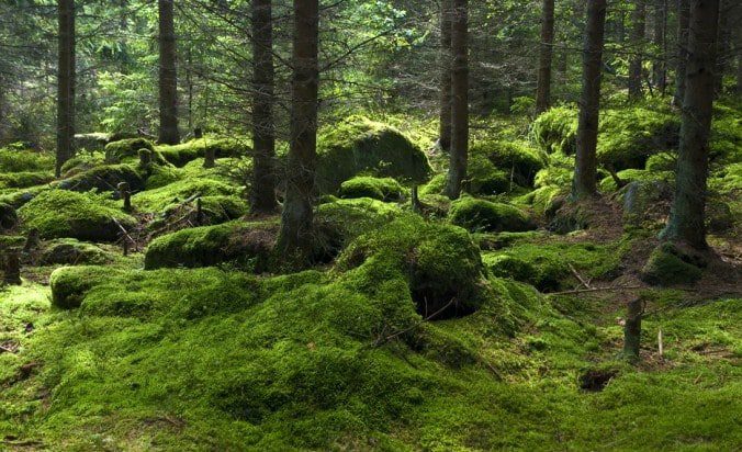 hutan-lumut-8775972