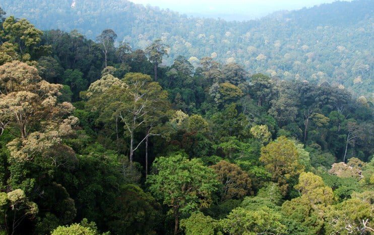 hutan-tropis-1844735