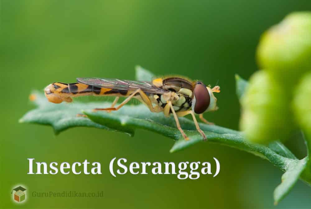 insecta-serangga-1572668