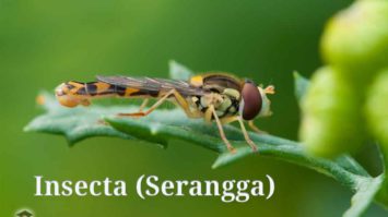 insecta-serangga-4516459-4318321-jpg