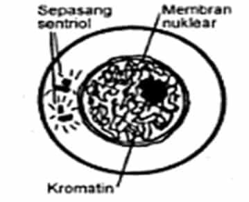 interfase-meiosis-6621551