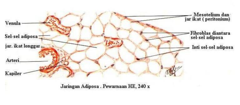 jaringan-adiposa-3544778