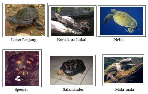 jenis-kura-kura-3157070