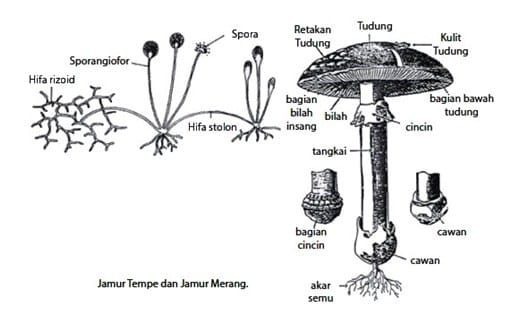 jamur-fungi-9204631