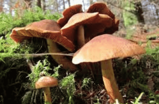 jamur-penicillum-sp-dan-bakteri-gram-positif-6327731