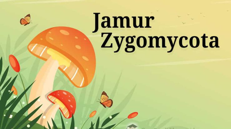 jamur-zygomycota-3976570-1612586-jpg