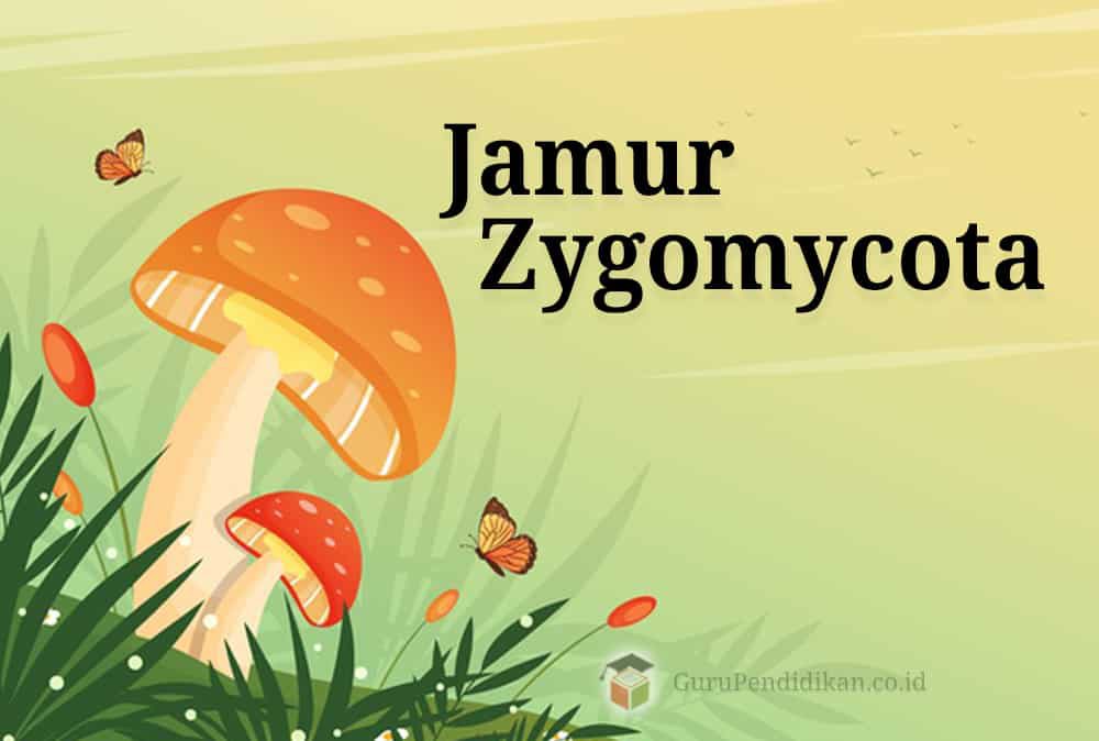 jamur-zygomycota-7310258