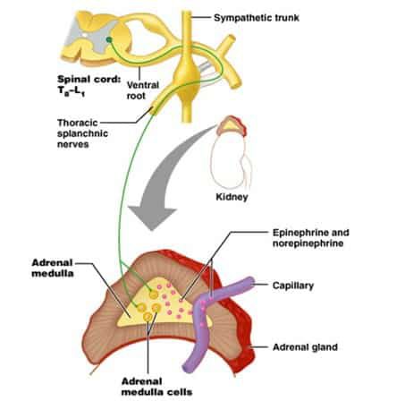 jaras-ke-medula-adrenal-4257554