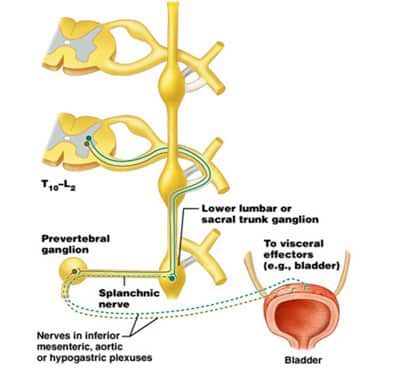 jaras-ke-pelvis-neuron-preganglion-1180582