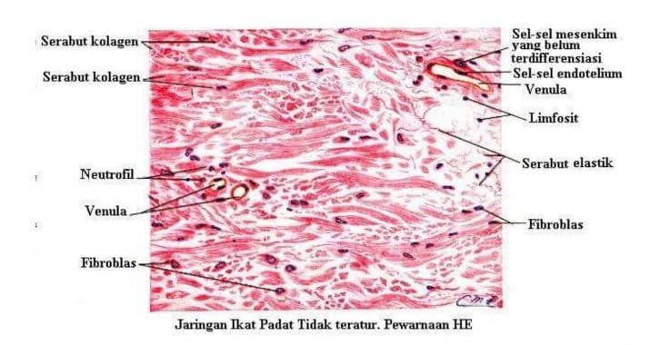 jaringan-ikat-padat-tidak-teratur-4737960